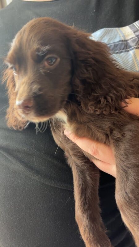 Cocker Spaniel puppies for sale in Kelty, Fife – KC registered, 10 weeks old