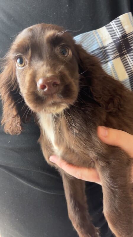 Cocker Spaniel puppies for sale in Kelty, Fife – KC registered, 10 weeks old - Image 2 of 3