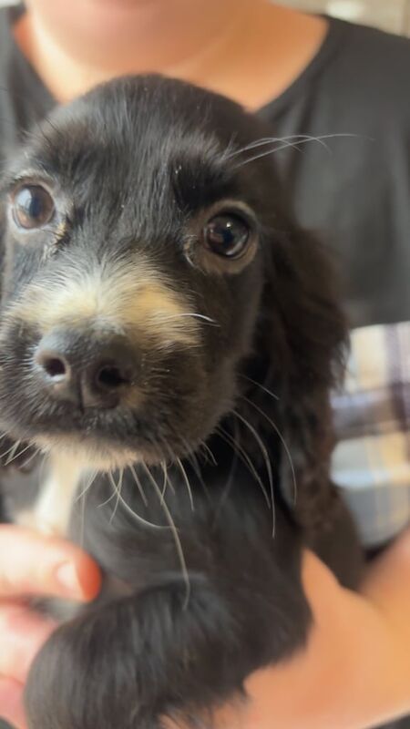 Cocker Spaniel puppies for sale in Kelty, Fife – KC registered, 10 weeks old - Image 3 of 3