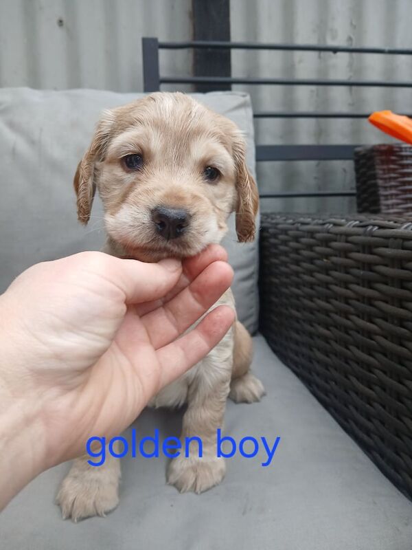 Cocker Spaniel puppies for sale in Crediton, Devon – KC registered, 5 weeks old