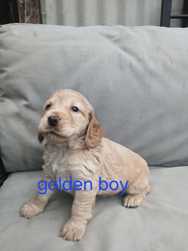 Cocker Spaniel puppies for sale in Crediton, Devon – KC registered, 4 months old - Image 2 of 3