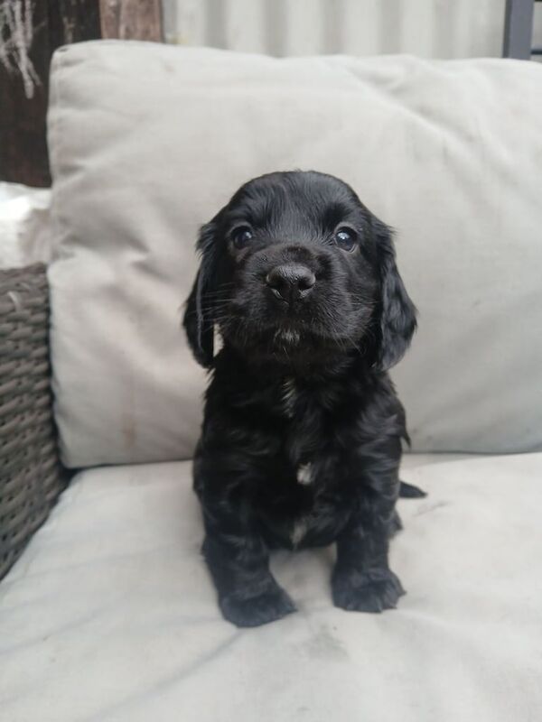 Cocker Spaniel puppies for sale in Crediton, Devon – KC registered, 4 months old - Image 3 of 3