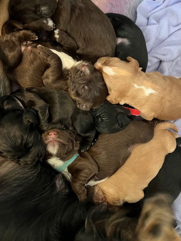 Cocker Spaniel puppies for sale in Arbroath, Angus – 1 week old