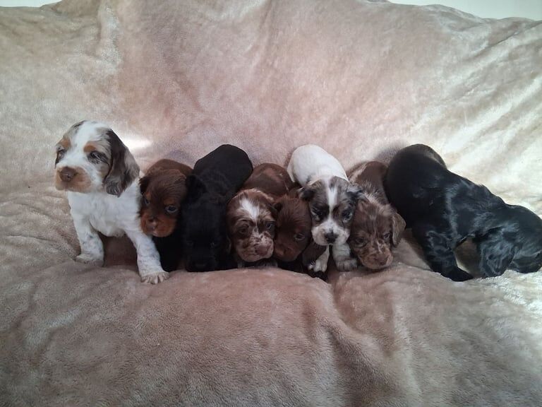 Cocker Spaniel puppies for sale in Beck Row, Suffolk – 8 weeks old