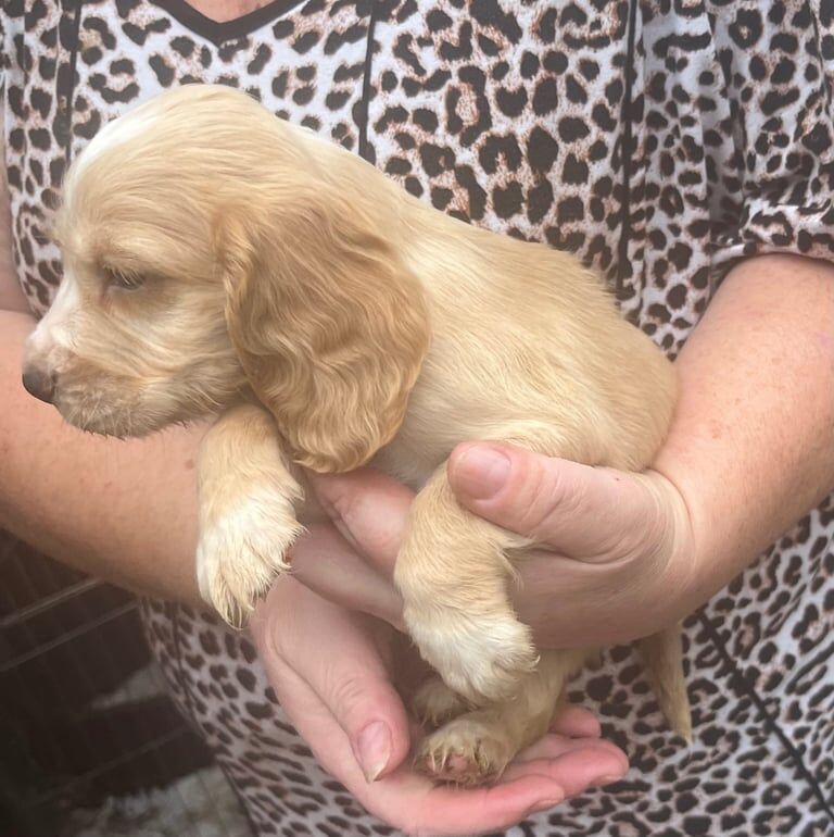 Cocker Spaniel puppies for sale in Doncaster, South Yorkshire – 6 weeks old