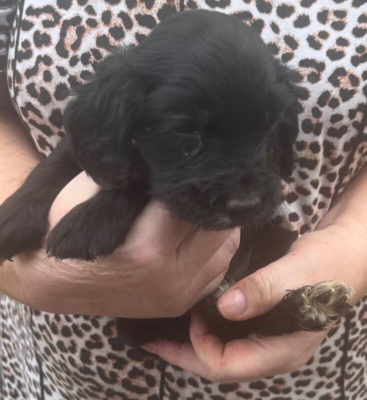 Cocker Spaniel puppies for sale in Doncaster, South Yorkshire – 6 weeks old - Image 2 of 6