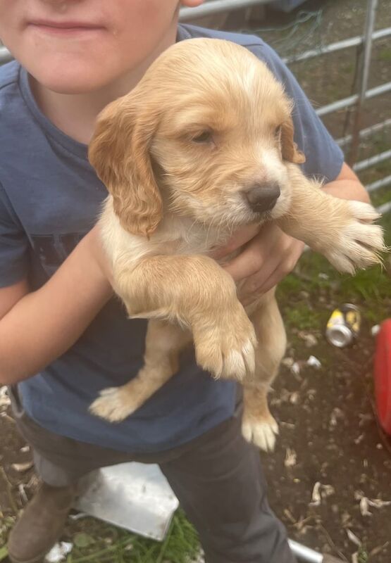 Cocker Spaniel puppies for sale in Doncaster, South Yorkshire – 6 weeks old - Image 3 of 6