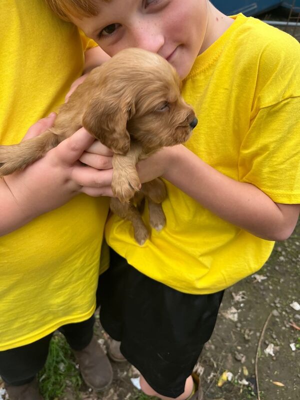 Cocker Spaniel puppies for sale in Doncaster, South Yorkshire – 6 weeks old - Image 4 of 6
