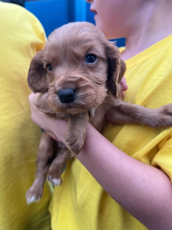 Cocker Spaniel puppies for sale in Doncaster, South Yorkshire – 6 weeks old - Image 5 of 6