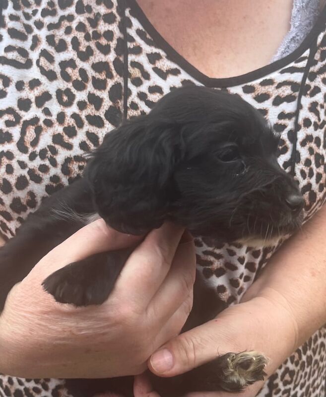 Cocker Spaniel puppies for sale in Doncaster, South Yorkshire – 6 weeks old - Image 6 of 6