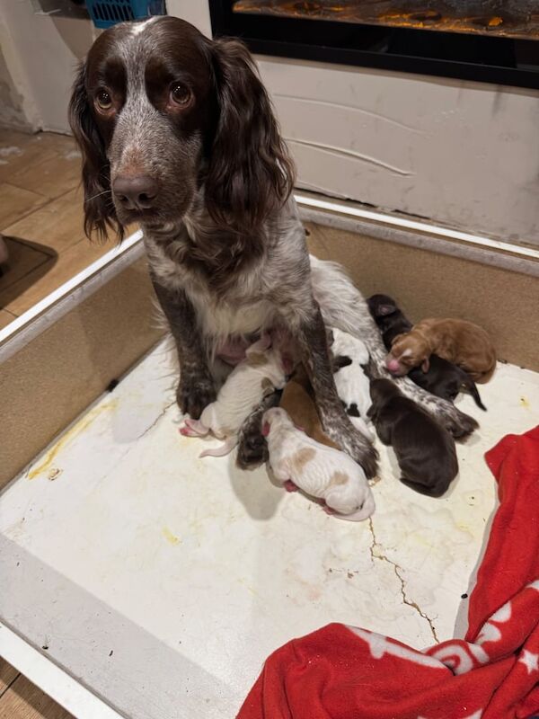 Cocker Spaniel puppies for sale in Gosport, Hampshire – 2 weeks old