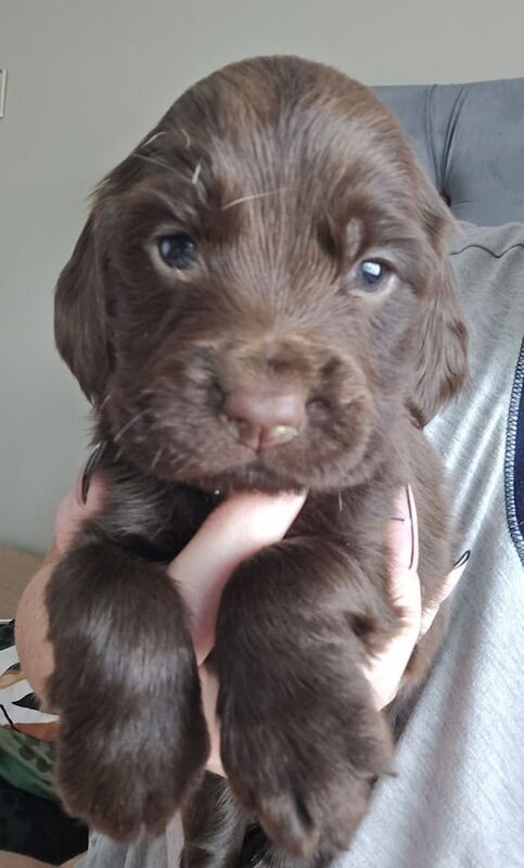 Cocker Spaniel puppies for sale in Ballymena, County Antrim – KC registered, 4 weeks old