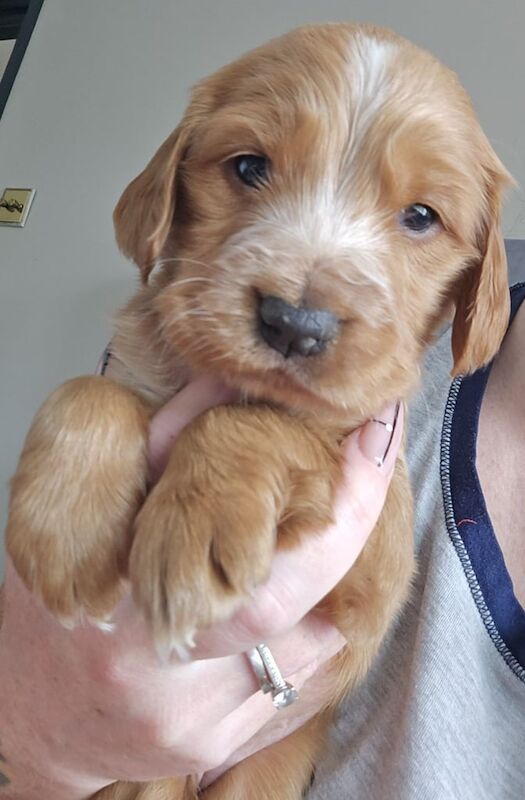 Cocker Spaniel puppies for sale in Ballymena, County Antrim – KC registered, 4 weeks old - Image 2 of 3