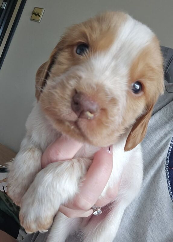 Cocker Spaniel puppies for sale in Ballymena, County Antrim – KC registered, 4 weeks old - Image 3 of 3