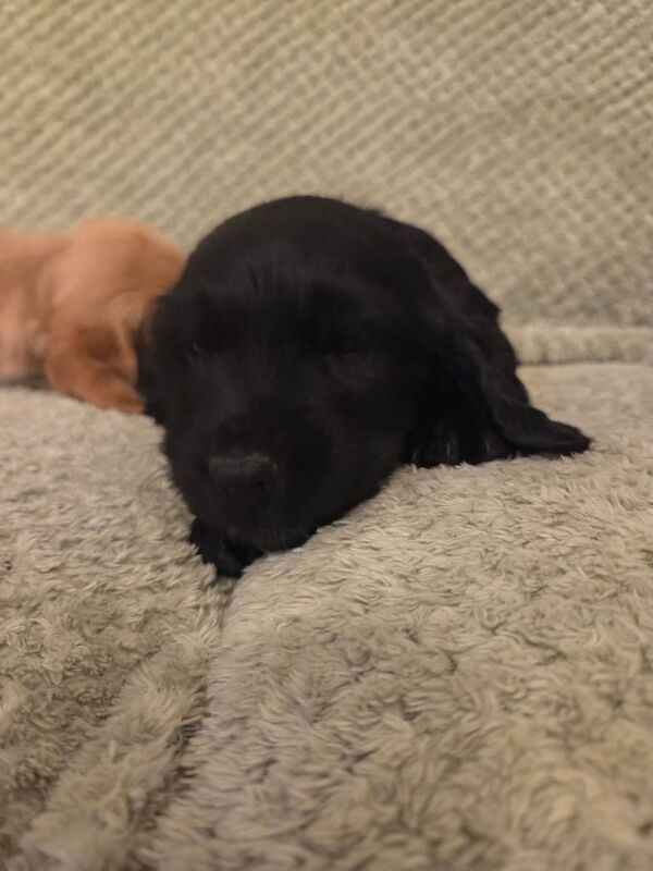 Cocker Spaniel puppies for sale in Keady, County Armagh – 6 weeks old - Image 2 of 6