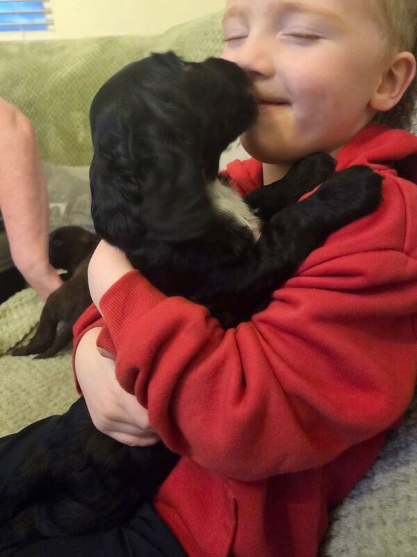 Cocker Spaniel puppies for sale in Keady, County Armagh – 6 weeks old - Image 3 of 6