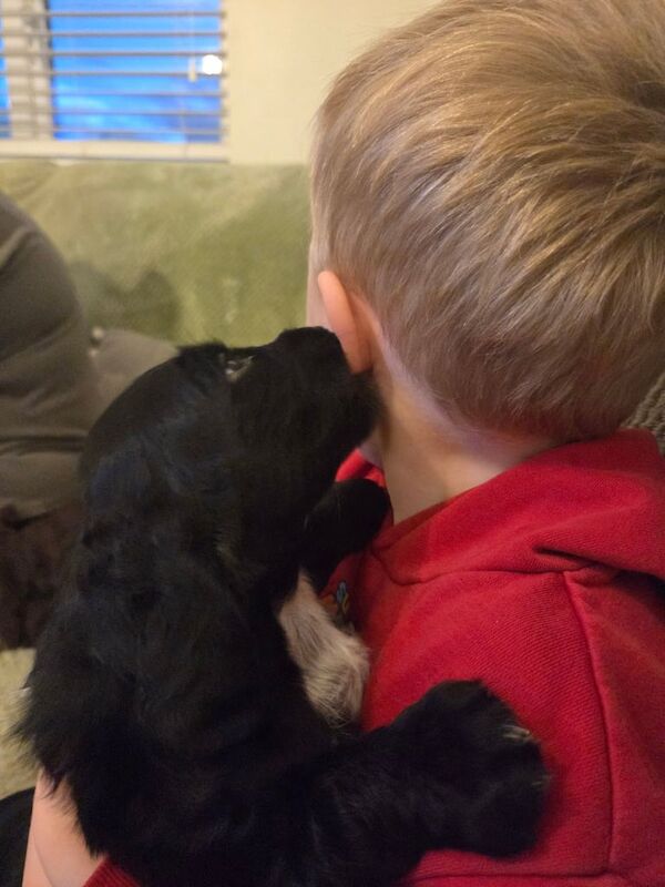 Cocker Spaniel puppies for sale in Keady, County Armagh – 6 weeks old - Image 4 of 6