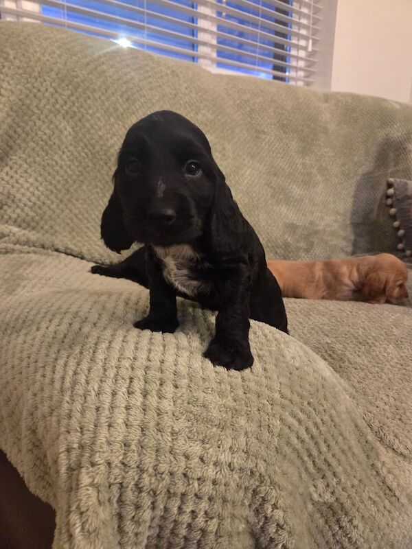 Cocker Spaniel puppies for sale in Keady, County Armagh – 6 weeks old - Image 5 of 6