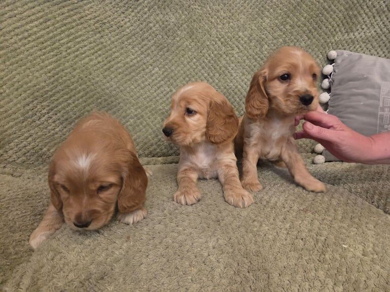 Cocker Spaniel puppies for sale in Keady, County Armagh – 6 weeks old - Image 6 of 6