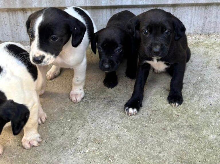 Cocker Spaniel puppies for sale in Ilford, Greater London – 8 weeks old