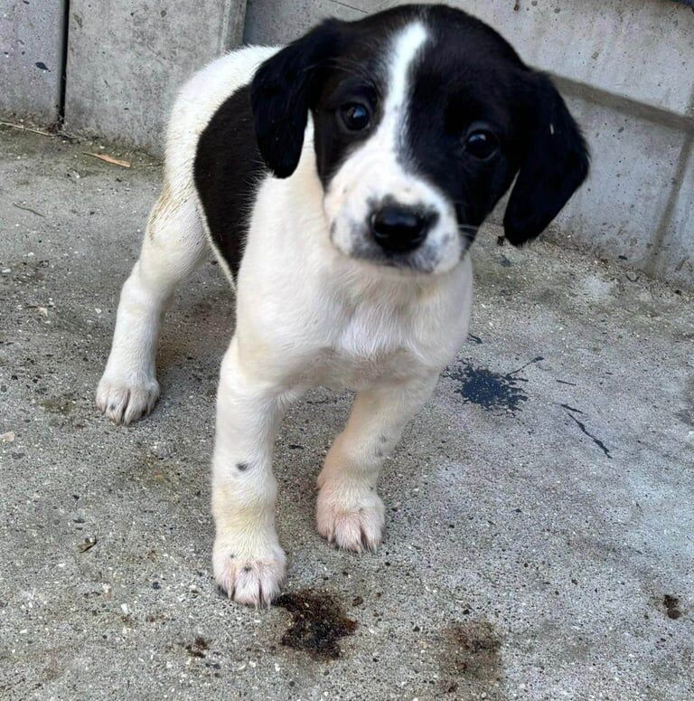 Cocker Spaniel puppies for sale in Ilford, Greater London β 8 weeks old - Image 2 of 6