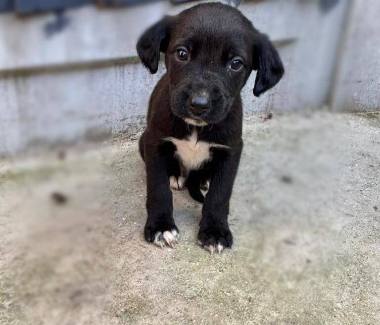 Cocker Spaniel puppies for sale in Ilford, Greater London β 8 weeks old - Image 3 of 6