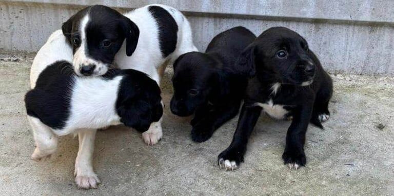 Cocker Spaniel puppies for sale in Ilford, Greater London β 8 weeks old - Image 5 of 6