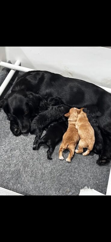 Cocker Spaniel puppies for sale in Duns, Berwickshire – 6 weeks old