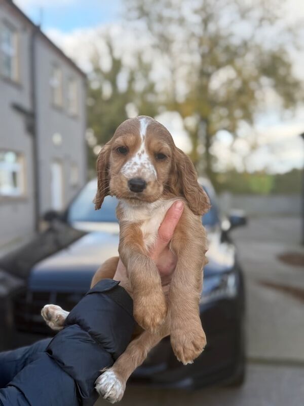 Cocker Spaniel puppies for sale in Dungannon, County Tyrone – 7 weeks old