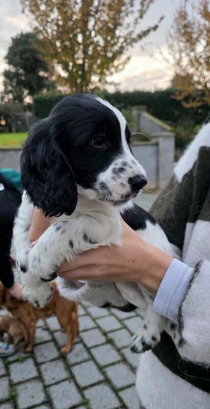 Cocker Spaniel puppies for sale in Dungannon, County Tyrone – 7 weeks old - Image 2 of 6