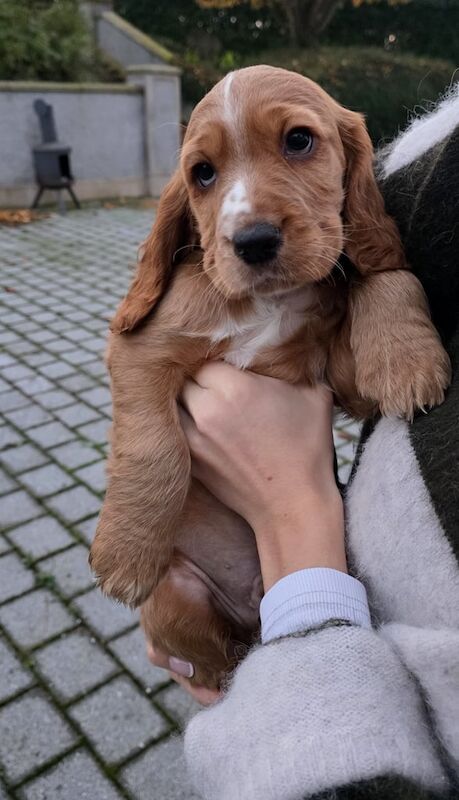 Cocker Spaniel puppies for sale in Dungannon, County Tyrone – 7 weeks old - Image 3 of 6