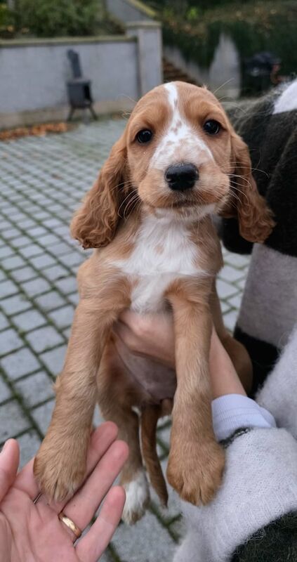 Cocker Spaniel puppies for sale in Dungannon, County Tyrone – 7 weeks old - Image 4 of 6