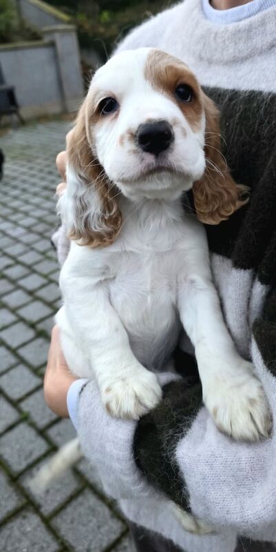 Cocker Spaniel puppies for sale in Dungannon, County Tyrone – 7 weeks old - Image 5 of 6