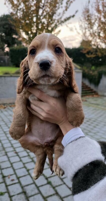 Cocker Spaniel puppies for sale in Dungannon, County Tyrone – 7 weeks old - Image 6 of 6