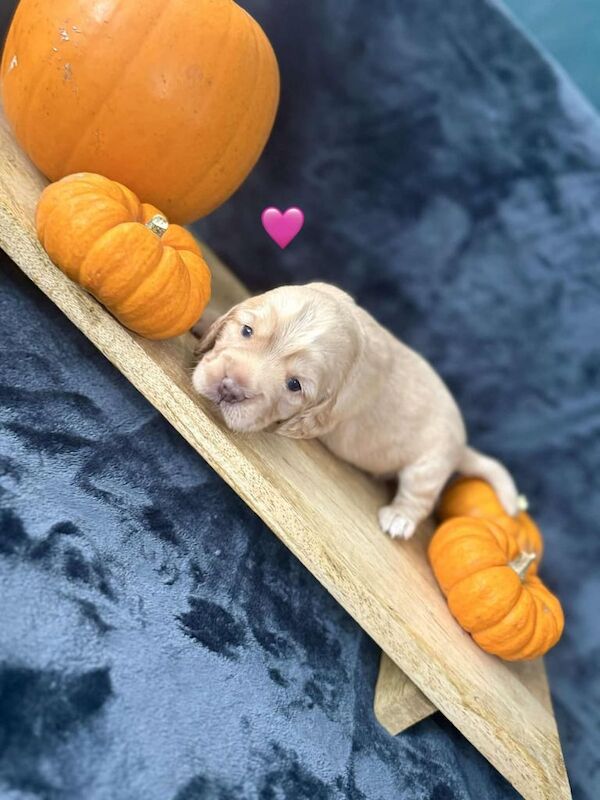 Cocker Spaniel puppies for sale in Woodlands, South Yorkshire – 4 months old - Image 3 of 4