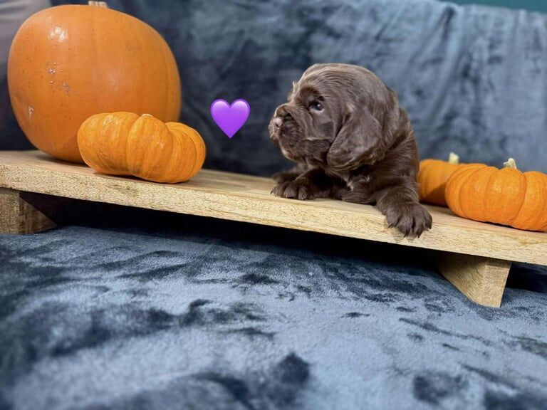 Cocker Spaniel puppies for sale in Woodlands, South Yorkshire – 4 months old - Image 4 of 4