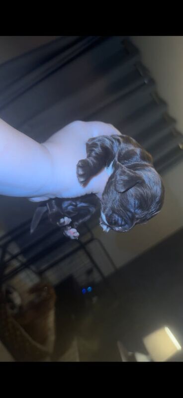 Cocker Spaniel puppies for sale in Middlesbrough, North Yorkshire – 1 week old