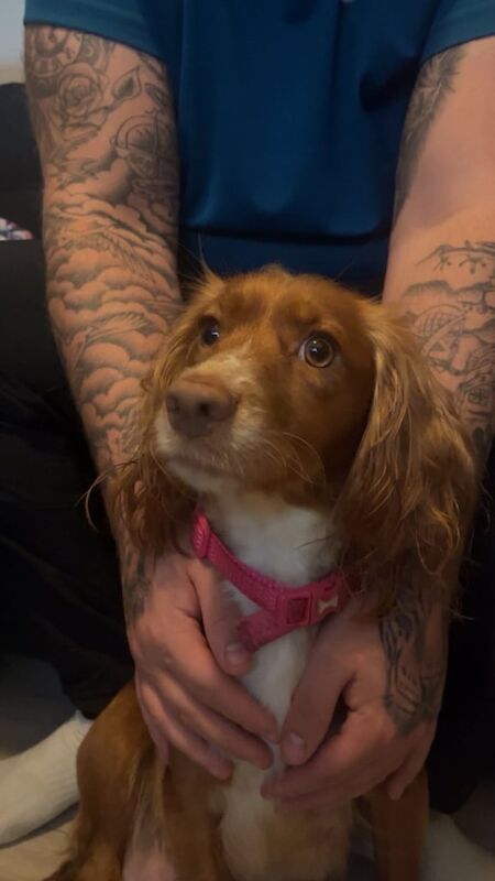 Cocker spaniel puppies - Image 2 of 6