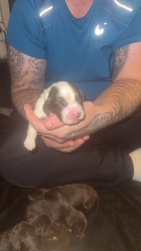 Cocker spaniel puppies - Image 3 of 6