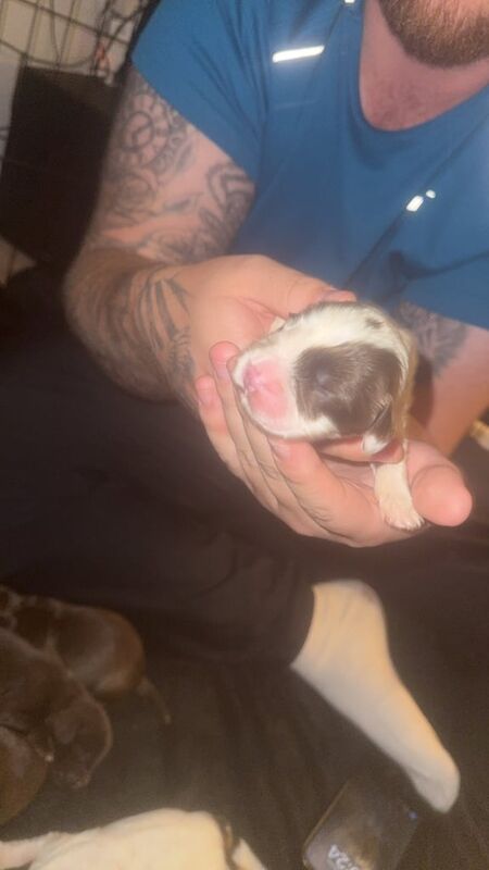 Cocker spaniel puppies - Image 4 of 6