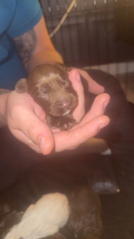 Cocker spaniel puppies - Image 5 of 6
