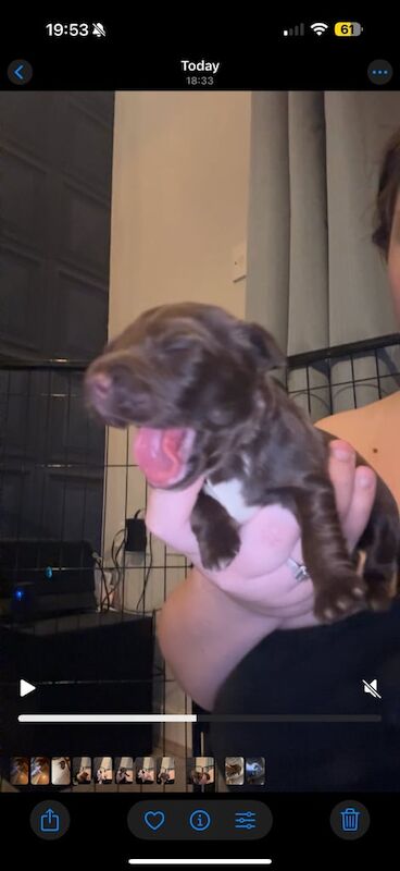 Cocker spaniel puppies - Image 6 of 6