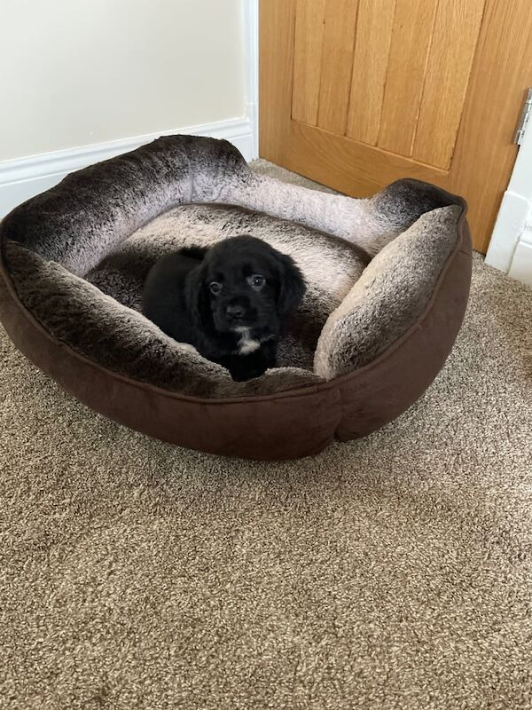 Cocker spaniel puppies - Image 2 of 5
