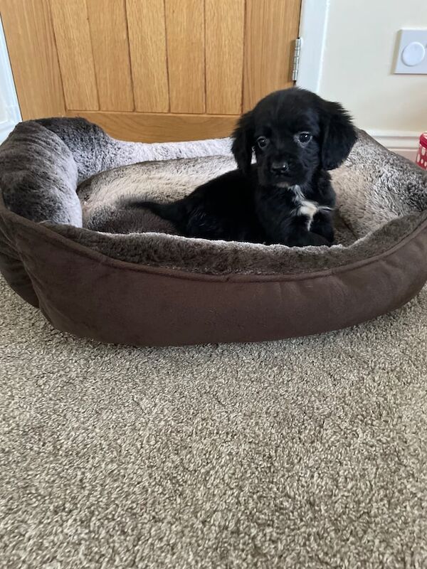 Cocker spaniel puppies - Image 3 of 5