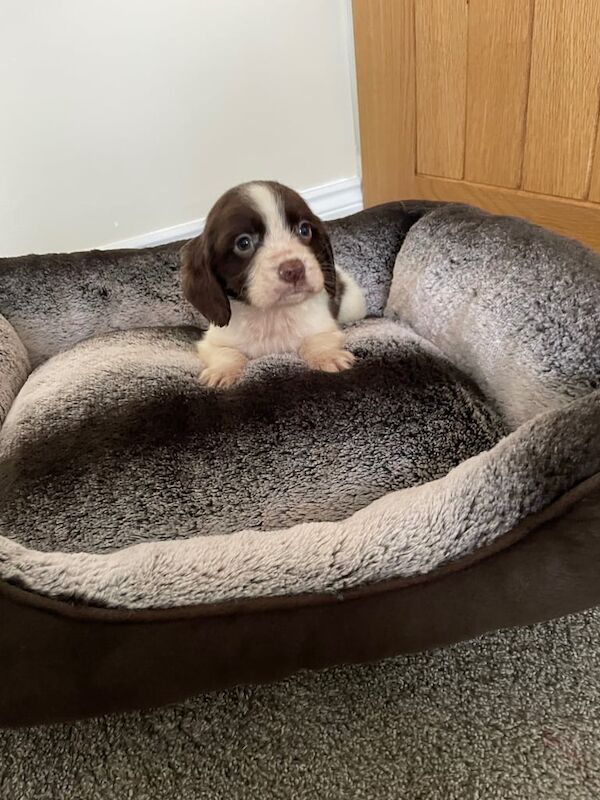 Cocker spaniel puppies - Image 4 of 5