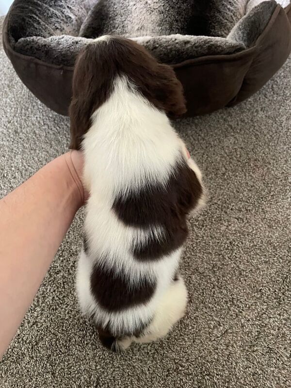 Cocker spaniel puppies - Image 5 of 5