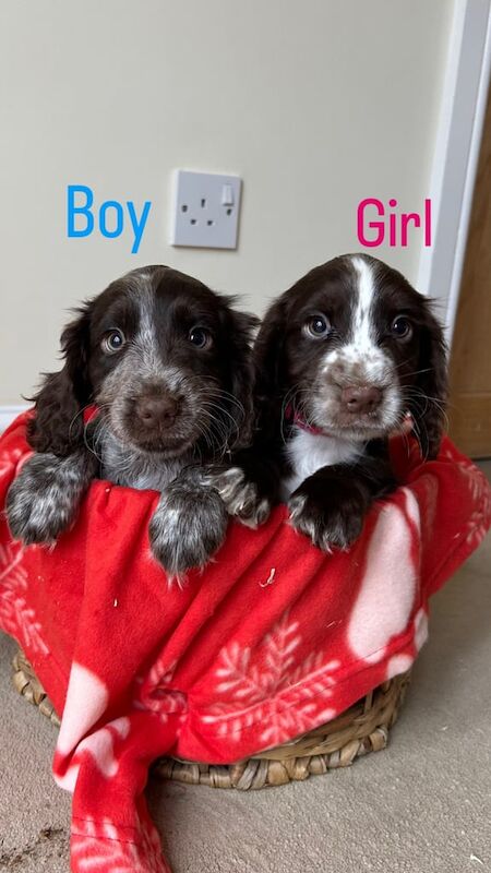 Cocker spaniel puppies - Image 3 of 3