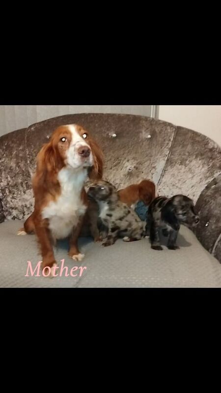 Cocker Spaniel puppies for sale in Stokesley, North Yorkshire – 7 weeks old