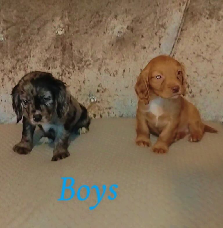 Cocker Spaniel puppies for sale in Stokesley, North Yorkshire – 9 weeks old - Image 2 of 5