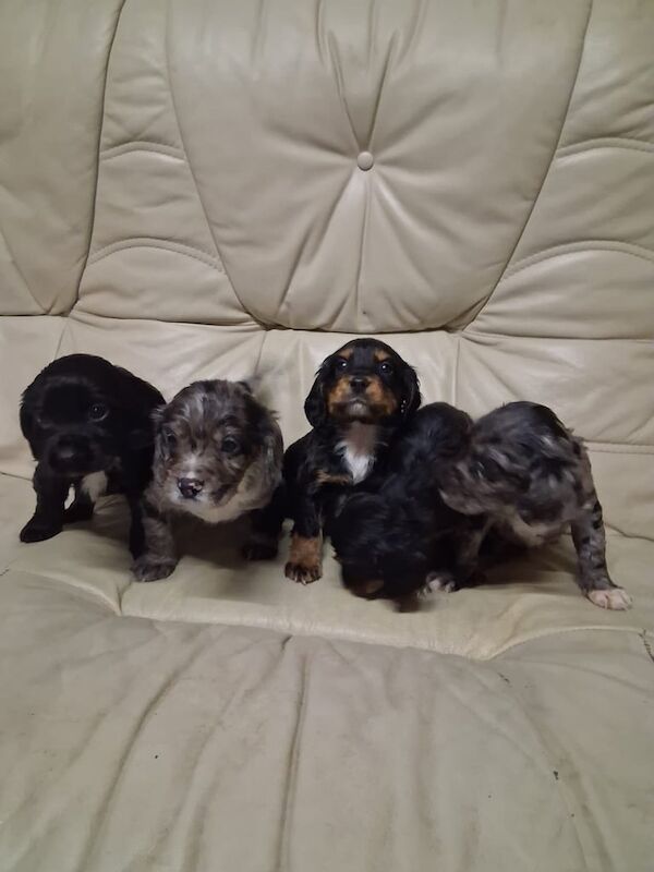 Cocker Spaniel puppies for sale in Beck Row, Suffolk – 8 weeks old